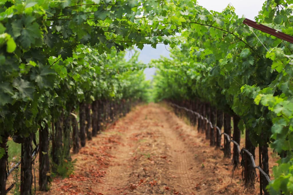 Batajnički vinogradi